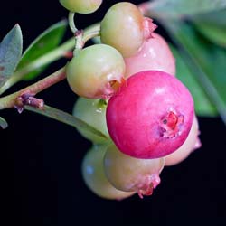 Blueberry, Pink Heathland